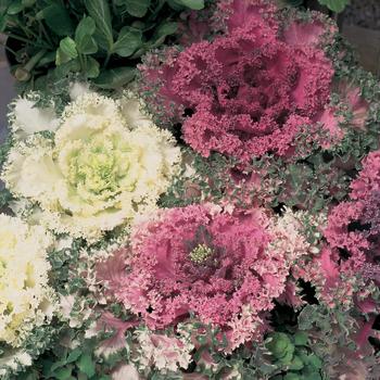 Brassica oleracea var. acephala