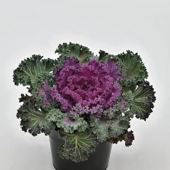 Brassica oleracea 'Nagoya Red'