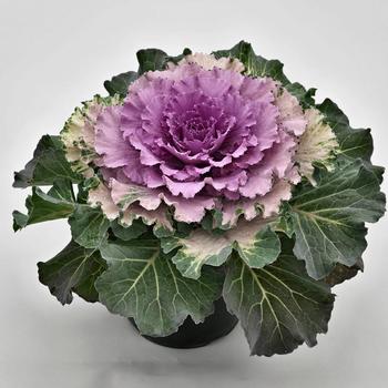 Brassica oleracea 'Osaka Pink'