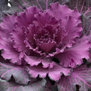 Brassica oleracea 'Osaka Red'