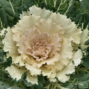 Brassica oleracea 'Osaka White'