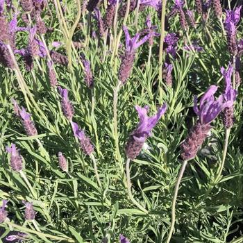 Lavandula stoechas 'Wings Of Night' 