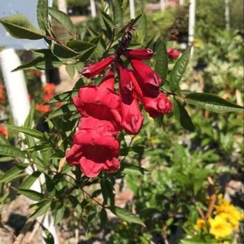 Tecoma 'Crimson Flare' 