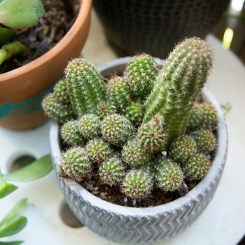 Echinopsis chamaecereus