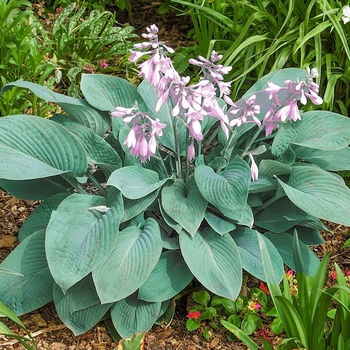 Hosta 'Abby' 