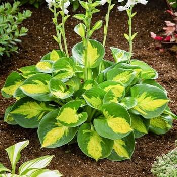 Hosta 'Camelot' 