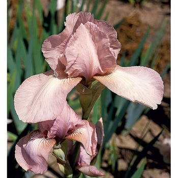 Iris germanica 'Precious Little Pink' 