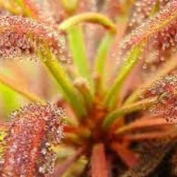 Drosera capensis