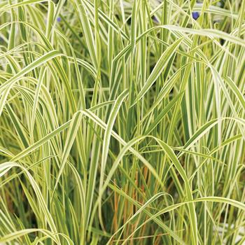 Calamagrostis acutiflora 'Overdam'