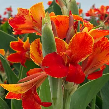 Canna 'Madeira'