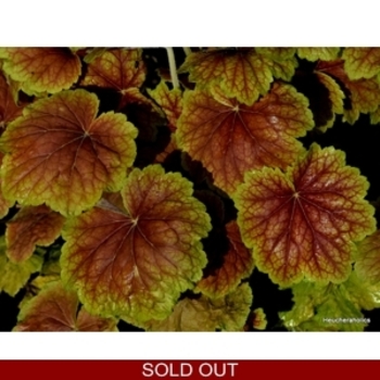 Heuchera 'High Hopes' 