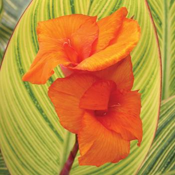 Canna x generalis 'Pretoria'