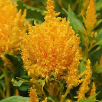 Celosia plumosa 'Ice Cream Yellow'