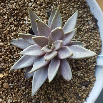 Echeveria bifida var. metallica