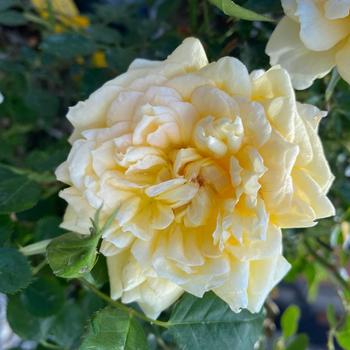 Rosa 'Edith's Darling™' 