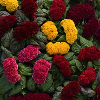 Celosia cristata