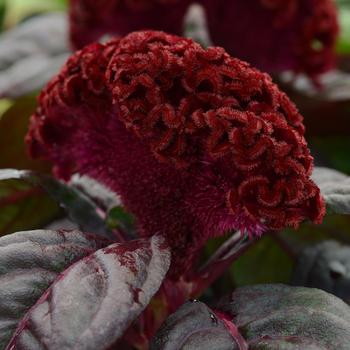 Celosia cristata Concertina™ 'Dark Red Leaf'