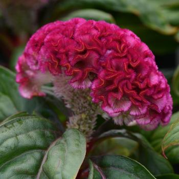 Celosia cristata