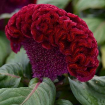 Celosia cristata