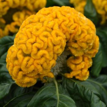 Celosia cristata 'Yellow' 