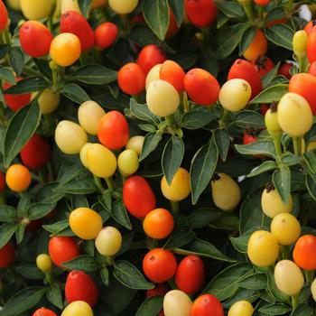 Capsicum annuum 'Hot Pops Yellow' 