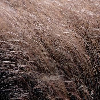 Carex buchananii