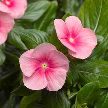 Catharanthus roseus Cora® 'Cascade Shell Pink®'
