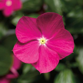 Catharanthus roseus