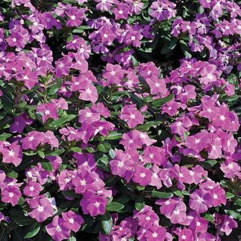 Catharanthus roseus Cora® 'Deep Lavender'