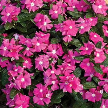 Catharanthus roseus Cora® 'Pink'