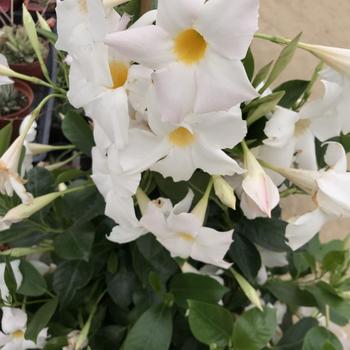 Mandevilla 'White' 