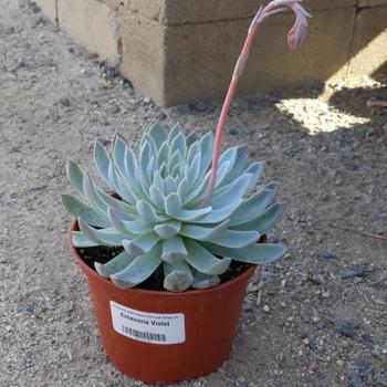 Echeveria 'Violet Queen' 