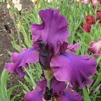 Iris germanica 'Sultry Mood' 