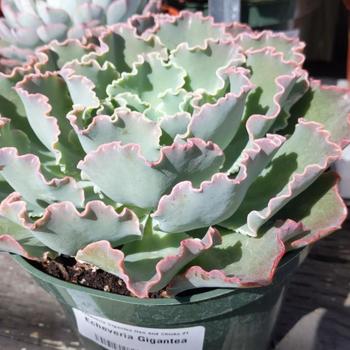 Echeveria gigantea