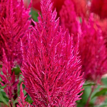 Celosia argentea 'Century Pink'