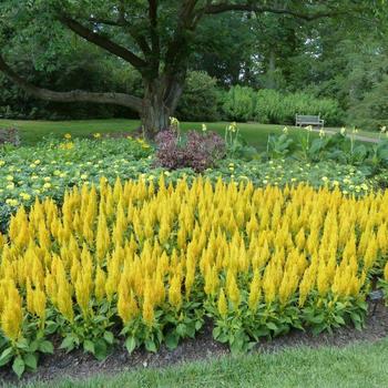 Celosia argentea 'Century Yellow'