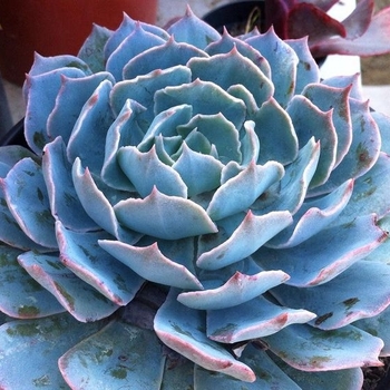 Echeveria 'Caribbean Blue' 