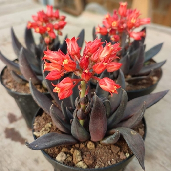 Echeveria affinis 'Black Knight' 