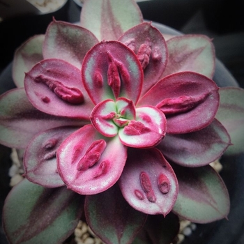 Echeveria nodulosa 'Benitsukasa' 