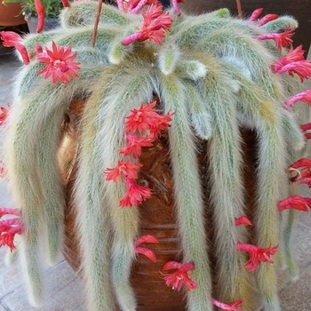 Cleistocactus colademononis