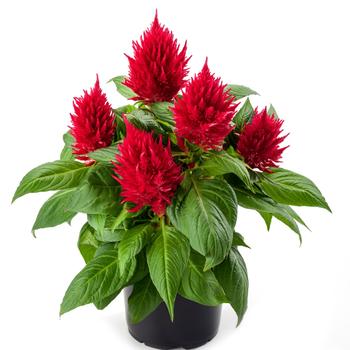 Celosia spicata