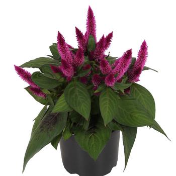 Celosia spicata 'Fire Atomic Purple' 