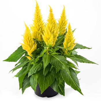 Celosia spicata 'Fire Yellow' 