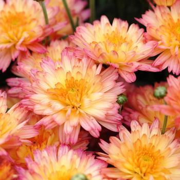 Chrysanthemum grandiflorum 'Flamingo Pineapple Pink'