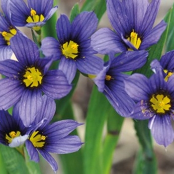 Sisyrinchium 'Moody Blues' 