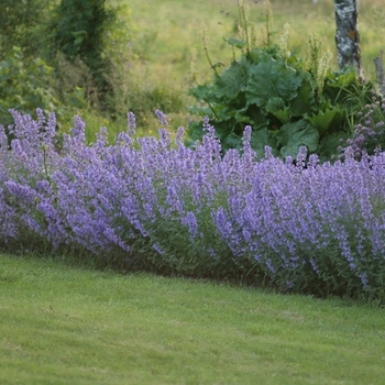 Nepeta racemosa 'Blue Wonder' 