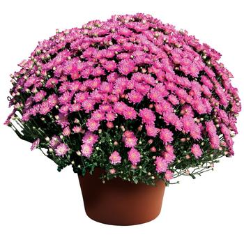 Chrysanthemum x morifolium 'Pink' 