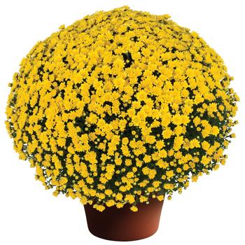 Chrysanthemum x morifolium