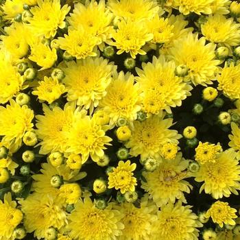 Chrysanthemum grandiflorum 'Moonglow Yellow'