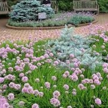 Allium senescens 'Pink Planet' 